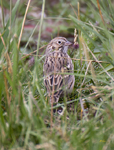 Vesper Sparrow 4033